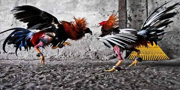 Phát đá gà GG88 theo thời gian thực